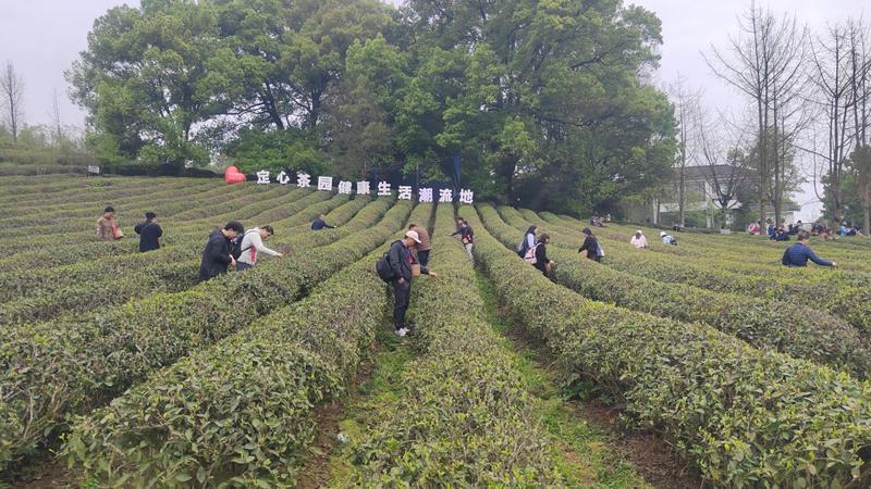 9-在定心茶园体验采茶
